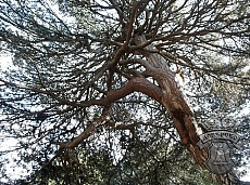 The century-old tree